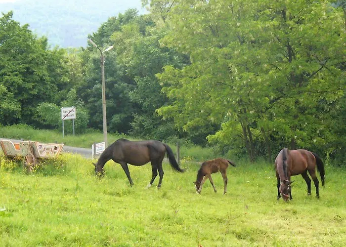 Pensión Alfa Daniel